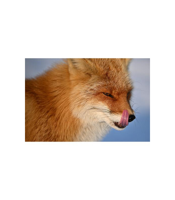 Nikon Nikkor Objectif Z 400mm 4.5 VR S