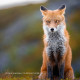 Sony Objectif FE 400mm f/4.5 GM OSS - Sony - Prophot