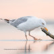 Sony Objectif FE 600mm f/6.3 GM OSS - Sony - Prophot