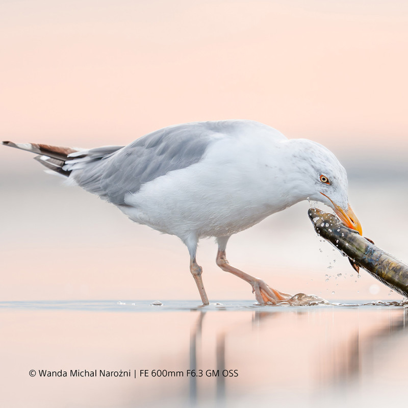 Sony Objectif FE 600mm f/6.3 GM OSS - Sony - Prophot