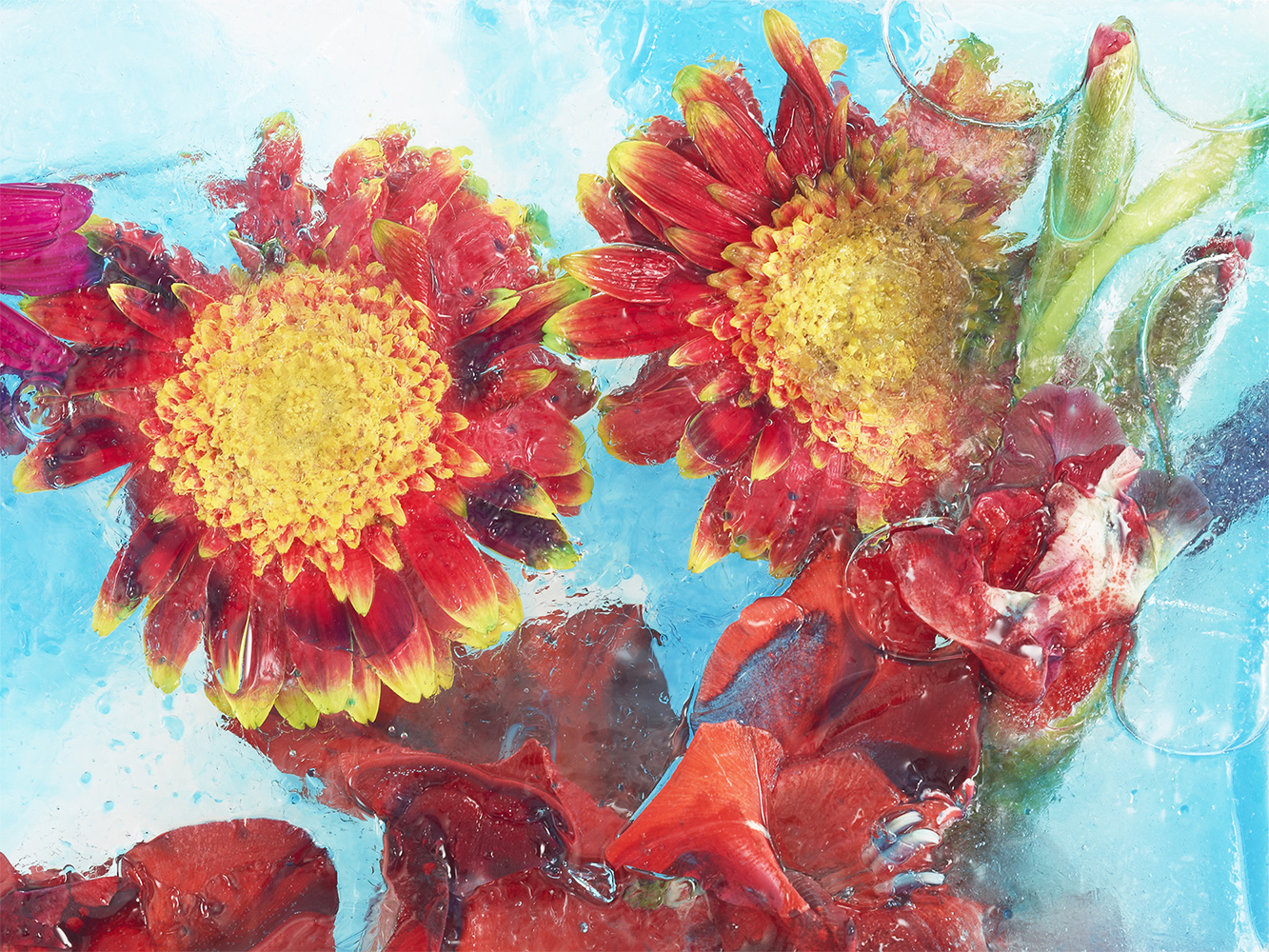 Lucas Laurent Flower Power fleurs dans la glace