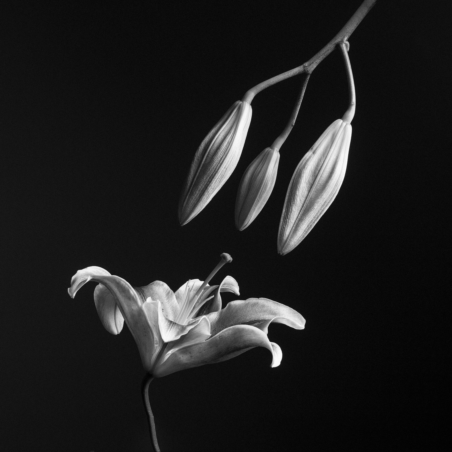 Dernière photographie de la série C’est Beau L’Amour