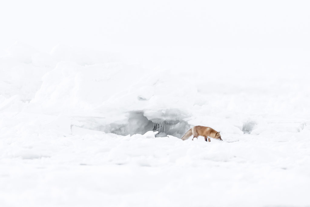 Photographie animalière à Hokkaido par Michel d'Oultremont